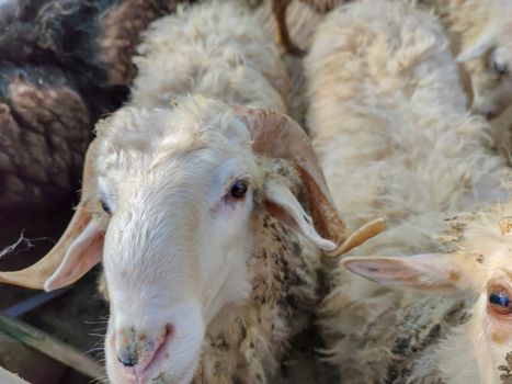 white sheep with two horns in the fold