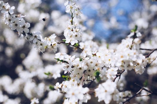 Spring border or background art with pink blossom. Beautiful nature scene with blooming tree and sun flare. Easter Sunny day. Spring flowers. Beautiful Orchard Abstract blurred background. Springtime.