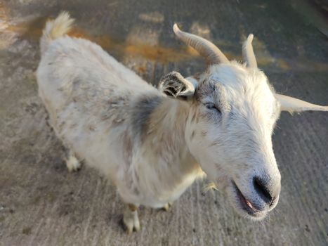 white goat with two horns in the fold