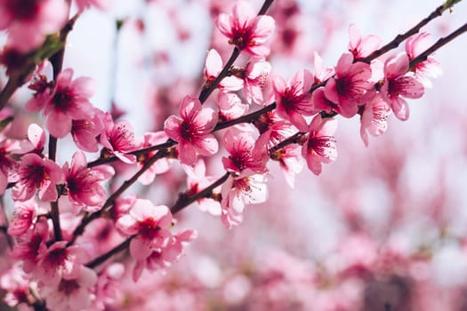 Spring border background with blossom, close-up. Abstract floral spring background. Blossoms over blurred nature background/ Spring flowers/Spring Background with bokeh