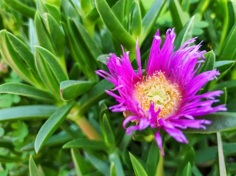 A beautiful purple flower next to green plants