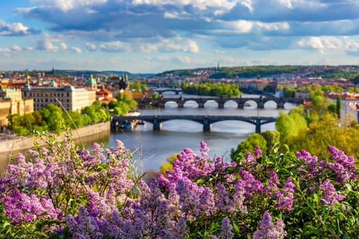 Amazing spring cityscape, Vltava river and old city center with colorful lilac blooming in Letna park, Prague, Czechia. Blooming bush of lilac against Vltava river and Charles bridge, Prague, Czechia.