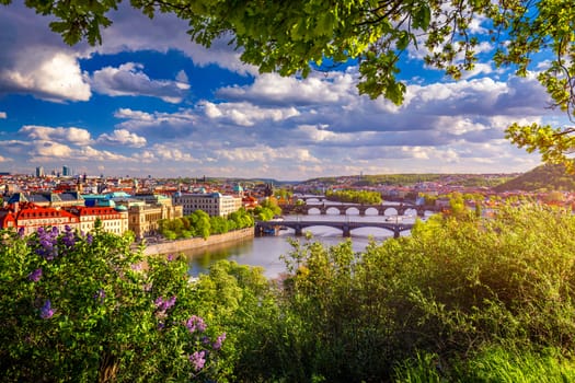 Amazing spring cityscape, Vltava river and old city center with colorful lilac blooming in Letna park, Prague, Czechia. Blooming bush of lilac against Vltava river and Charles bridge, Prague, Czechia.