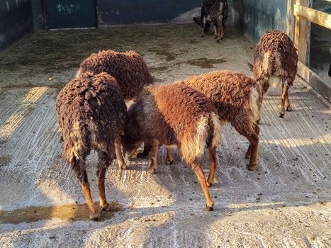 a group of brown sheep in the zoo