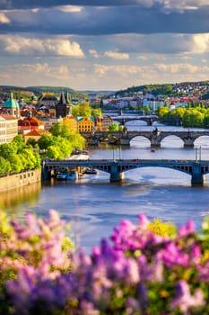 Amazing spring cityscape, Vltava river and old city center with colorful lilac blooming in Letna park, Prague, Czechia. Blooming bush of lilac against Vltava river and Charles bridge, Prague, Czechia.