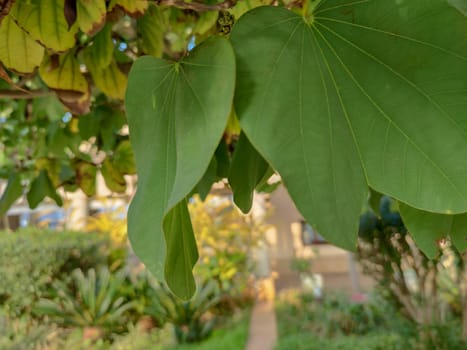 a green plant that look beautiful