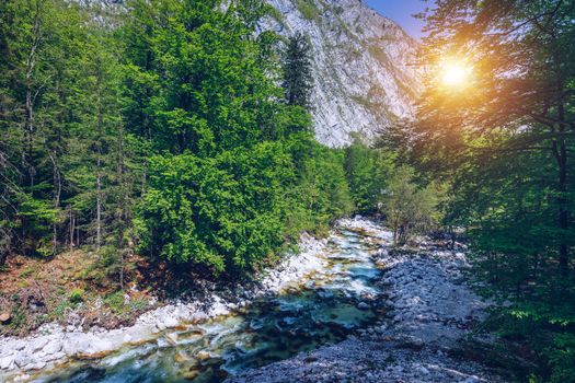 Cold mountain stream coming from Savica waterfall, river Sava near lake Bohinj, Slovenian Alps, Slovenia. The Sava Bohinjka is a headwater of the Sava River in northwestern Slovenia.