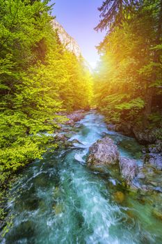 Beautiful colorful summer landscape with a stream and forest. The river in summer forest and the sun shining through the foliage. Summer nature landscape. Bohinj, Slovenia