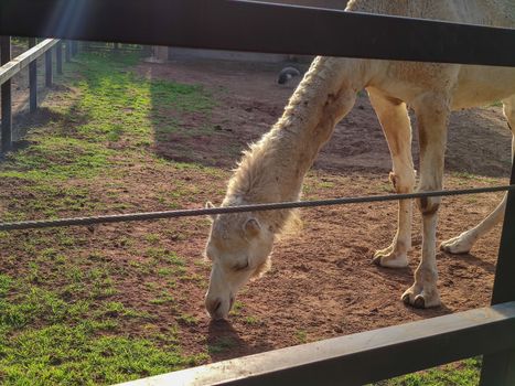 desert camel eating grass