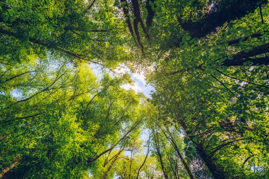 Green forest. Tree with green Leaves and sun light. Bottom view background. Looking up in a tree forest in summer. Low angle shot. Tall trees from below or beneath.