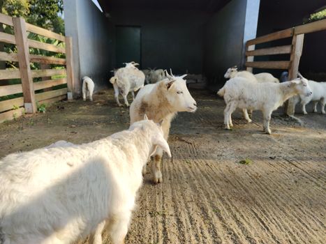 a group of goats sitting together in the field