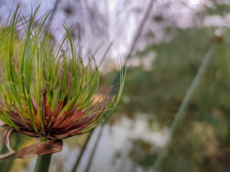 Green plants beside the river