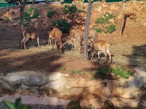 A group of beautiful deers standing together