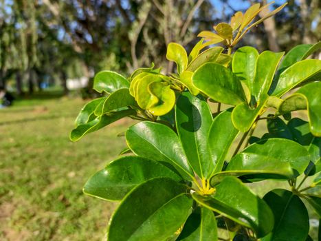 a beautiful green plants in the forest