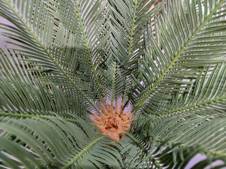 a green palm so beautiful.