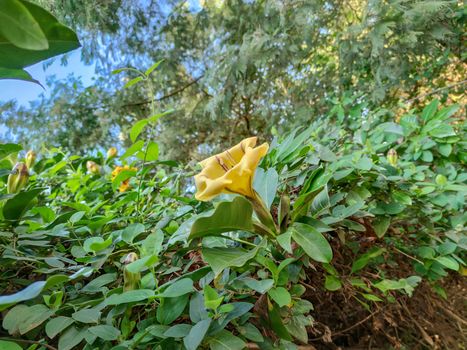 yellow flowers so beautiful in the forest