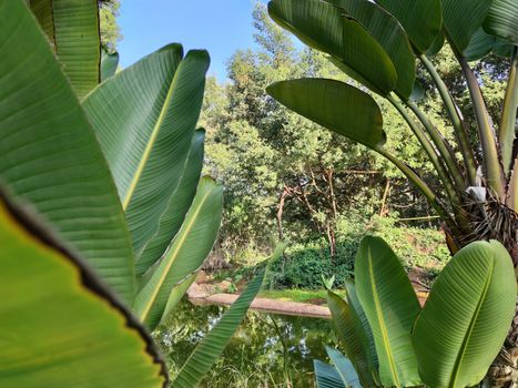 Green plants beside the river and some animals