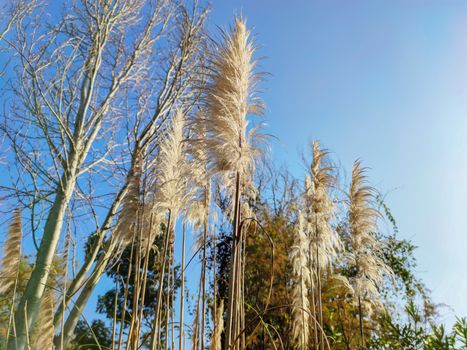 the tall tropical plants so beautiful