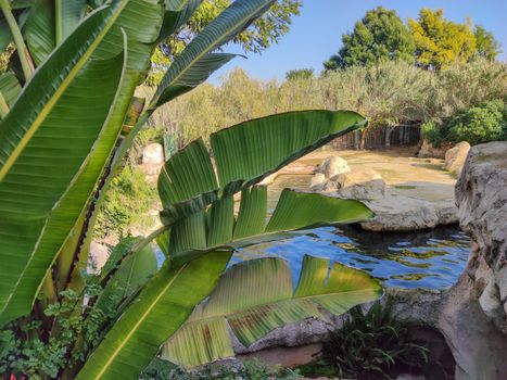 Green plants beside the river and some animals