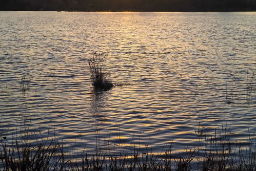 Beautiful landscape at the coast of a lake with a reflective water surface and some grass and reed