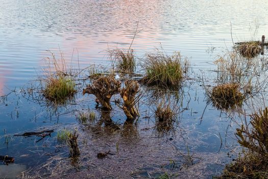 Beautiful landscape at the coast of a lake with a reflective water surface and some grass and reed