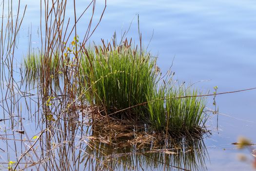 Beautiful landscape at the coast of a lake with a reflective water surface and some grass and reed