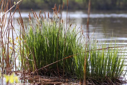 Beautiful landscape at the coast of a lake with a reflective water surface and some grass and reed