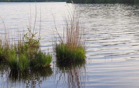 Beautiful landscape at the coast of a lake with a reflective water surface and some grass and reed