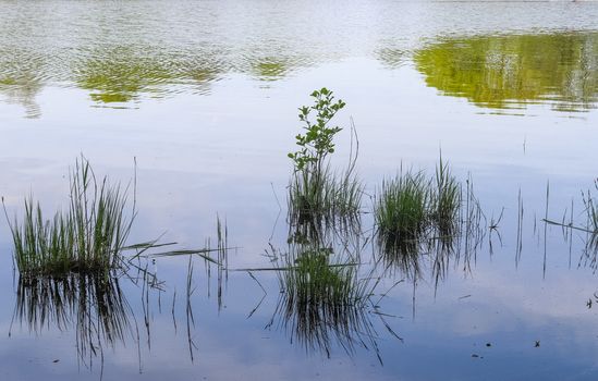 Beautiful landscape at the coast of a lake with a reflective water surface and some grass and reed