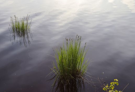 Beautiful landscape at the coast of a lake with a reflective water surface and some grass and reed