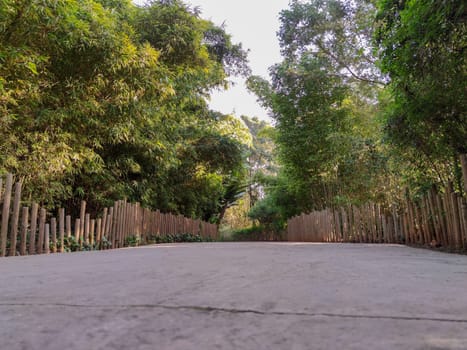 a wonderful road in the forest