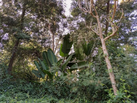 a group of green plants in the forest