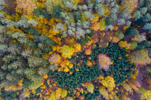 Aerial top down view of autumn forest with green and yellow trees. Mixed deciduous and coniferous forest. Autumn forest from above. Colorful forest aerial view. Scenic yellow trees in woodland.