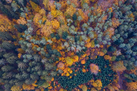 Aerial top down view of autumn forest with green and yellow trees. Mixed deciduous and coniferous forest. Autumn forest from above. Colorful forest aerial view. Scenic yellow trees in woodland.