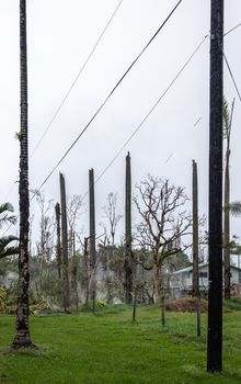 Leilani Estate, Hawaii, USA. - January 14, 2020: Devastation in parts untouched by lava. Topped off palm trees and gases and vapors escaping out of green ground. Abandoned house. Silver sky.