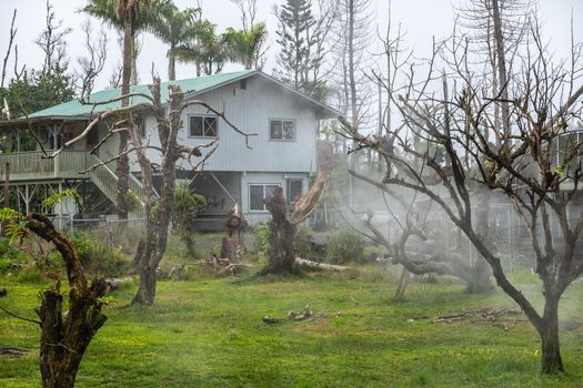 Leilani Estate, Hawaii, USA. - January 14, 2020: Devastation in parts untouched by 2018 lava. Dead trees and poisonous gases and vapors engulf abandoned house. Green grass and silver sky.