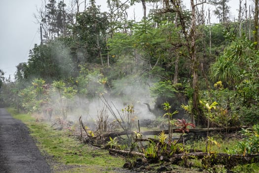 Leilani Estate, Hawaii, USA. - January 14, 2020: Devastation in parts untouched by 2018 lava. Poisonous gases and vapors escape floor of florest with plant and dead trees.