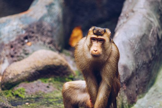 Southern Pig-tailed Macaque (Sundaland pigtail macaque or Sunda pig-tailed macaque), In Zoo, Prague. The southern pig-tailed macaque (Macaca nemestrina) is a medium-sized Old World monkey, Prague Zoo.