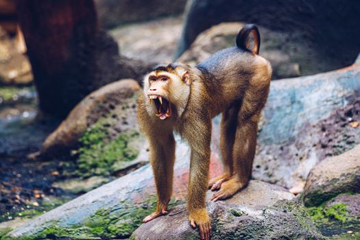 Southern Pig-tailed Macaque (Sundaland pigtail macaque or Sunda pig-tailed macaque), In Zoo, Prague. The southern pig-tailed macaque (Macaca nemestrina) is a medium-sized Old World monkey, Prague Zoo.