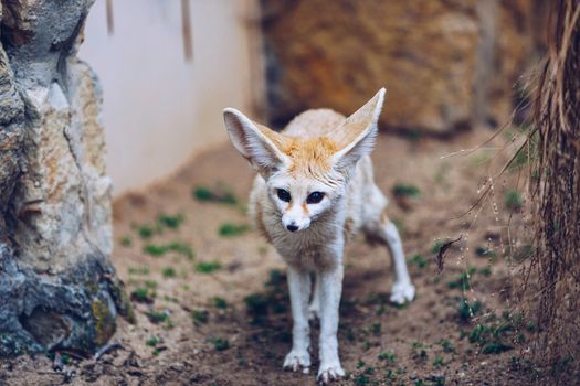 The fennec fox, or fennec (Vulpes zerda), is a small crepuscular fox found in the Sahara of North Africa, the Sinai Peninsula, South West Israel (Arava desert) and the Arabian desert. 