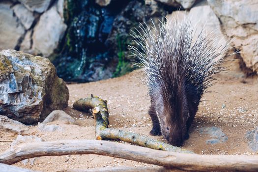 Porcupine in a Zoo in Prague, the Czech Republic. Large Porcupine, Common Porcupine. Close up of a big porcupine.