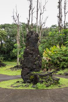 Leilani Estate, Hawaii, USA. - January 14, 2020: Centuries old black Lava Tree with rocks on side in green State Monument Park under silver sky. Trees without foliage and other plants.