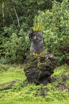 Leilani Estate, Hawaii, USA. - January 14, 2020: Centuries old short thick black Lava Tree in green State Monument Park. Only shades of black and green.