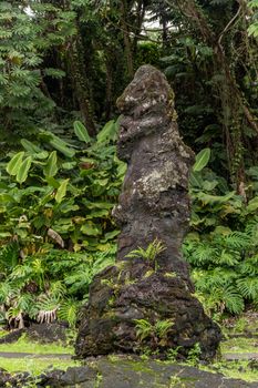 Leilani Estate, Hawaii, USA. - January 14, 2020: Centuries old Pony-faced black Lava Tree in green State Monument Park. Only shades of black and green.