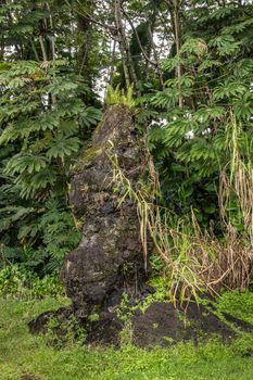 Leilani Estate, Hawaii, USA. - January 14, 2020: Ferns grow on top of centuries old black Lava Tree in green State Monument Park. Green environment with gray-brown trees and silver sky patches.