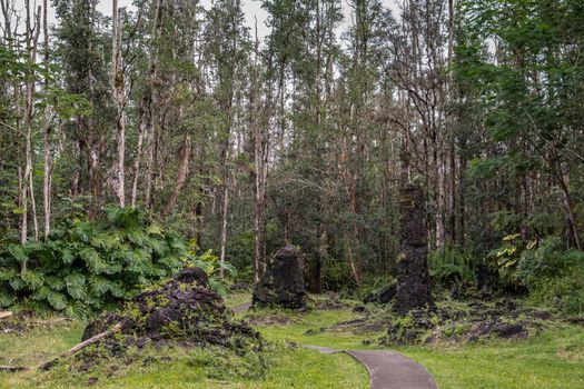 Leilani Estate, Hawaii, USA. - January 14, 2020: Three centuries old black Lava Trees in green State Monument Park. Green environment with gray-brown trees and silver sky patches.