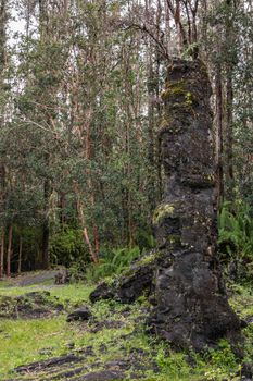 Leilani Estate, Hawaii, USA. - January 14, 2020: Tall centuries old black Lava Tree in green State Monument Park. Green environment with gray-brown trees and silver sky patches.