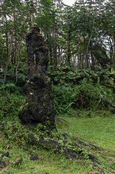 Leilani Estate, Hawaii, USA. - January 14, 2020: Original tree sticks out of Centuries old black Lava Tree in State Monument Park. Green environment with gray-brown trees and silver sky patches.