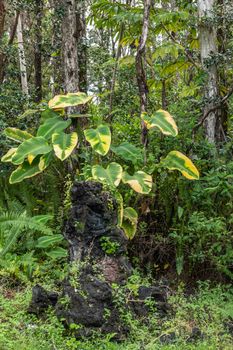 Leilani Estate, Hawaii, USA. - January 14, 2020: Centuries old black Lava Tree with green-yellow plant in State Monument Park. Green environment with gray-brown trees.