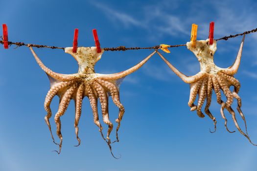 Octopus drying in the sun, Crete, Greece, Europe. Octopus drying in Crete, Greece. An octopus drying on a rope outside a tavern in Crete, Greece. Octopus is a very popular dish in Greece. 